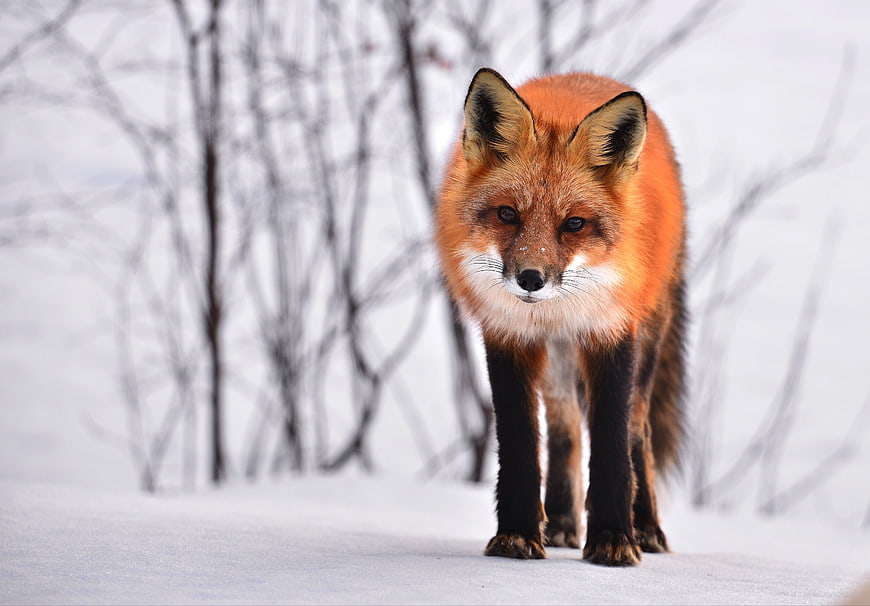 Red Fox Walking in Snowy Winter Forest