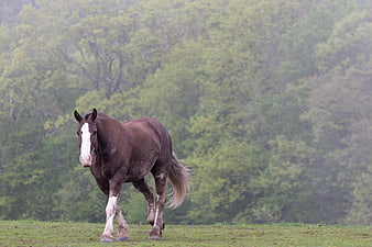 Brown Draft Horse Walking in Misty Green Pasture