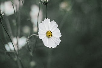 White Cosmos Flower with Yellow Center on Blurred Green Background