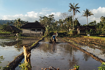 Farmer operating rice paddy tiller in tropical landscape