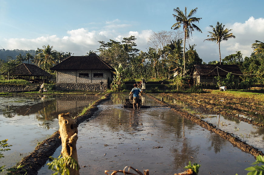 Farmer operating rice paddy tiller in tropical landscape