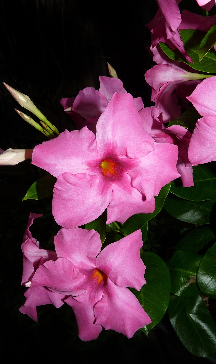 Vibrant Pink Mandevilla Flowers with Green Leaves