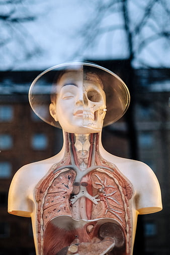 Vintage Anatomical Model with Split Face and Exposed Organs