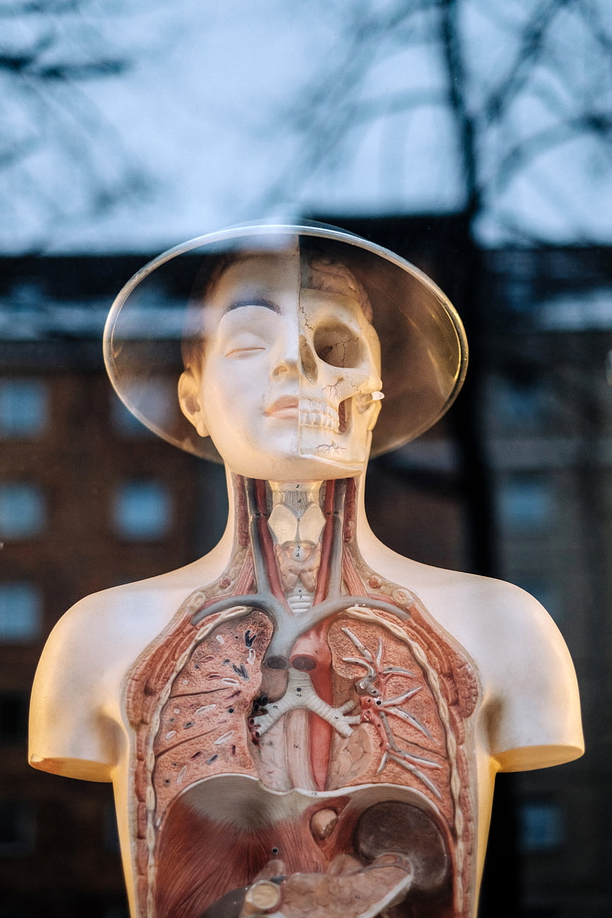 Vintage Anatomical Model with Split Face and Exposed Organs