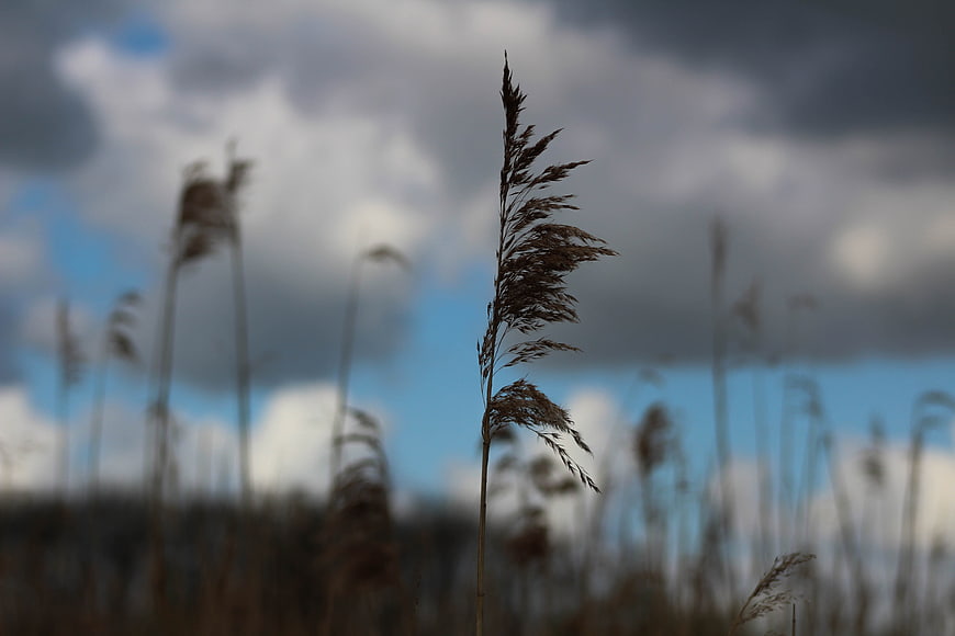 Silhouette of tall grass against dramatic cloudy sky