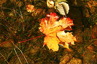 Vibrant autumn maple leaf floating in shallow water