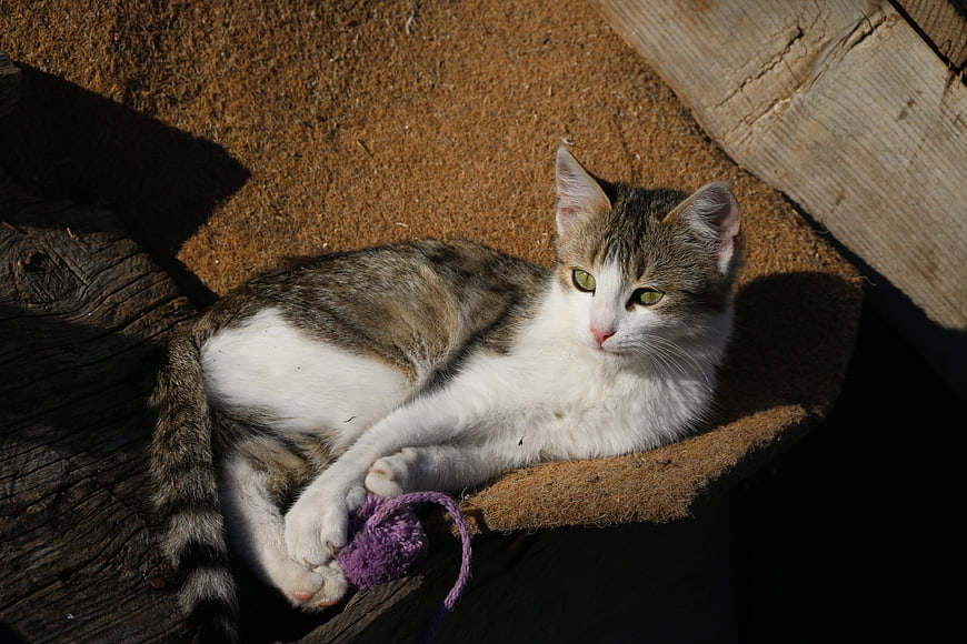 Tabby and white cat resting on wooden surface with purple toy