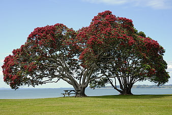 Blooming Pohutukawa Tree By The Sea In New Zealand