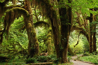 Moss Covered Trees in Lush Temperate Rainforest with Winding Trail
