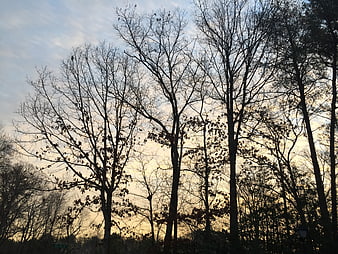 Silhouetted bare trees against a soft sunset sky
