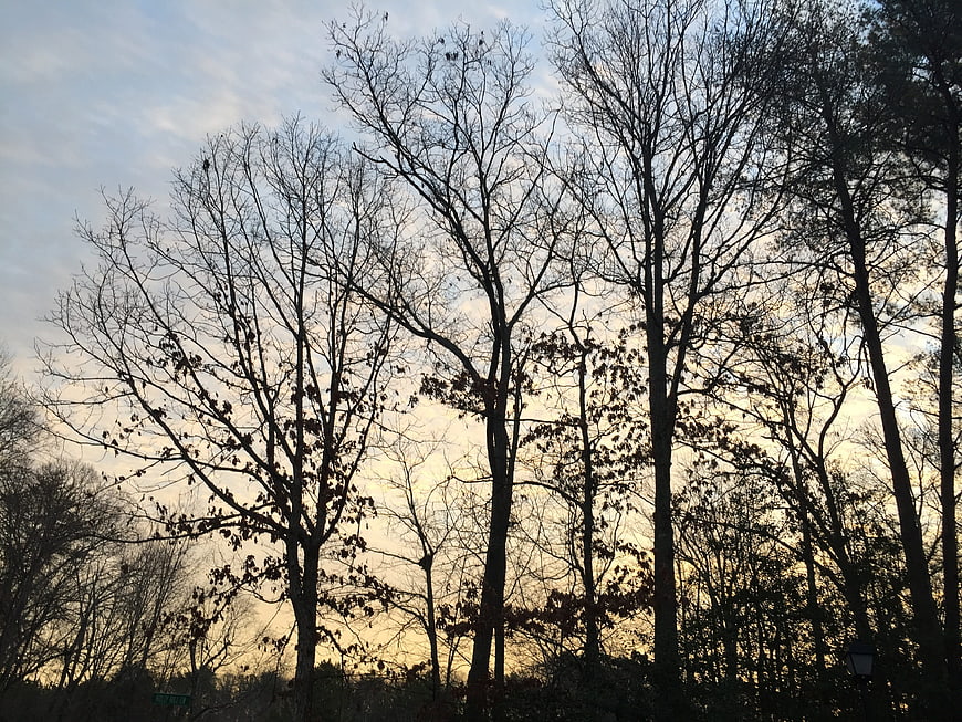 Silhouetted bare trees against a soft sunset sky