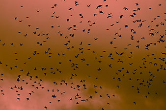 Flock of Birds Silhouetted Against Dramatic Sunset Sky