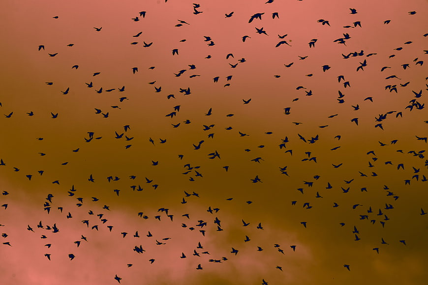 Flock of Birds Silhouetted Against Dramatic Sunset Sky