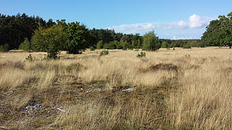Dry grassy heathland with scattered trees and blue sky
