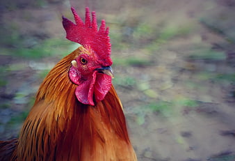 Close-up portrait of a red rooster with vibrant plumage