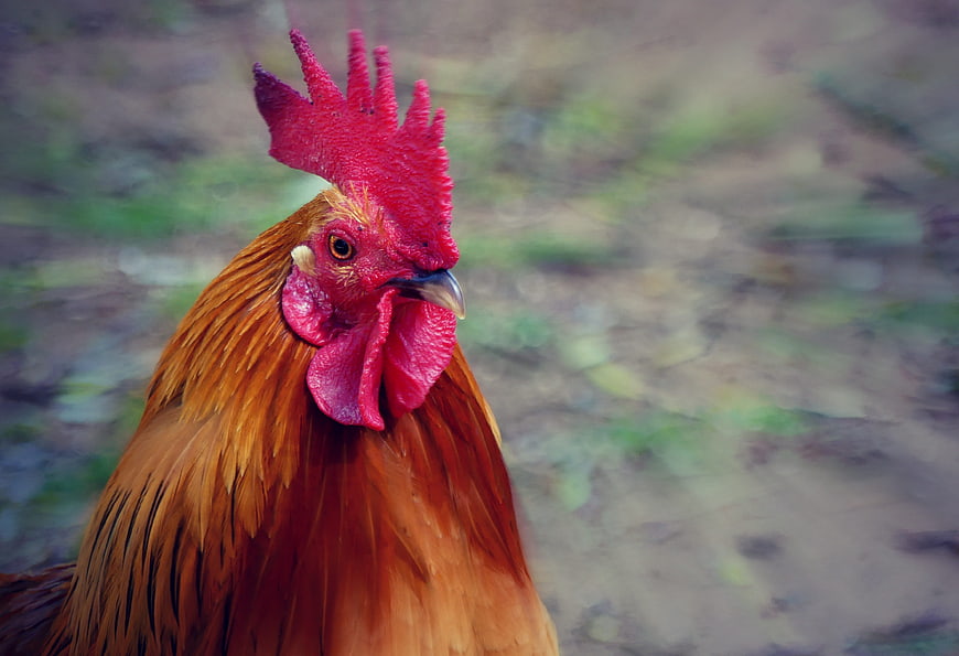 Close-up portrait of a red rooster with vibrant plumage