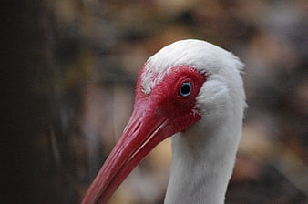 Close-up portrait of a white ibis with red face and blue eye