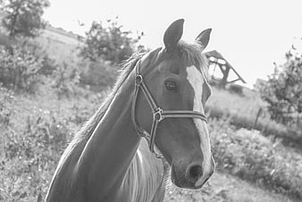 Black and white portrait of a horse in a field