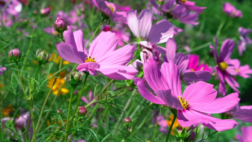 Vibrant Pink Cosmos Flowers in a Sunny Garden