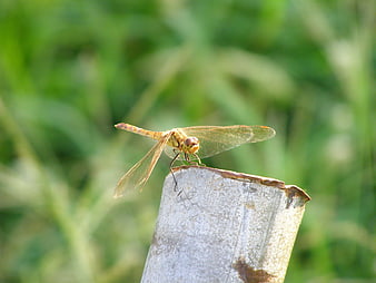Yellow Dragonfly Perched on Bamboo Stalk in Nature