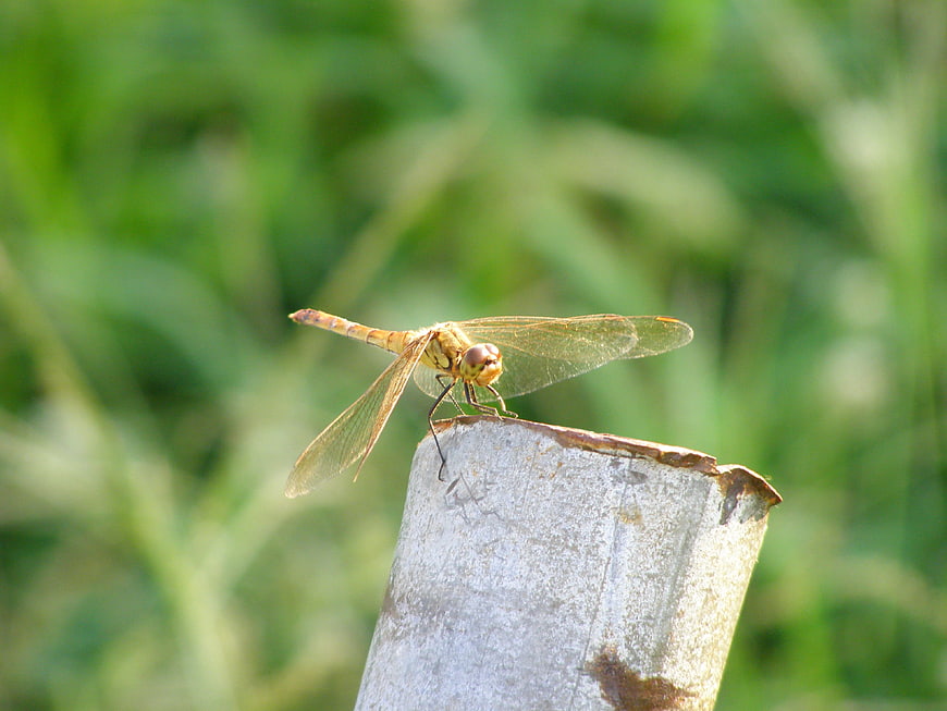 Yellow Dragonfly Perched on Bamboo Stalk in Nature
