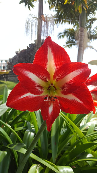 Vibrant Red and White Amaryllis Flower in Tropical Garden