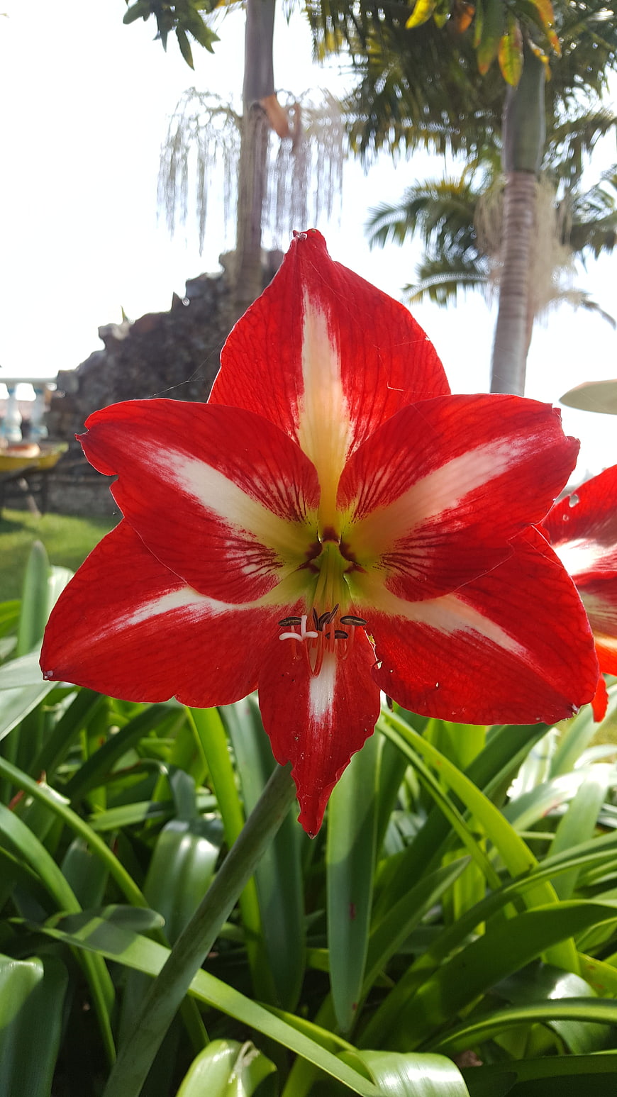 Vibrant Red and White Amaryllis Flower in Tropical Garden