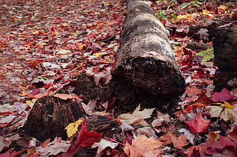 Fallen log surrounded by red autumn leaves in forest