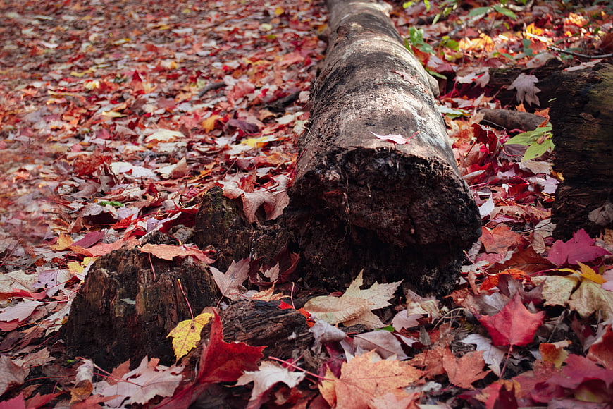 Fallen log surrounded by red autumn leaves in forest