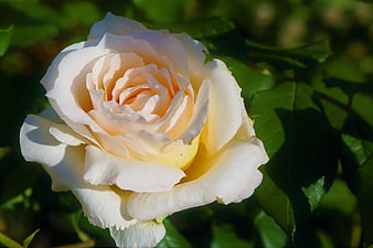 Close-up of a delicate cream and yellow rose in sunlight