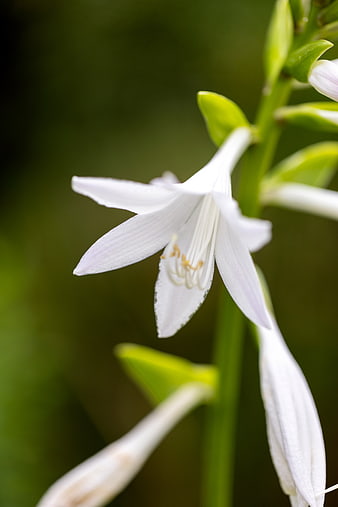 White Lily of the Valley Macro Close Up