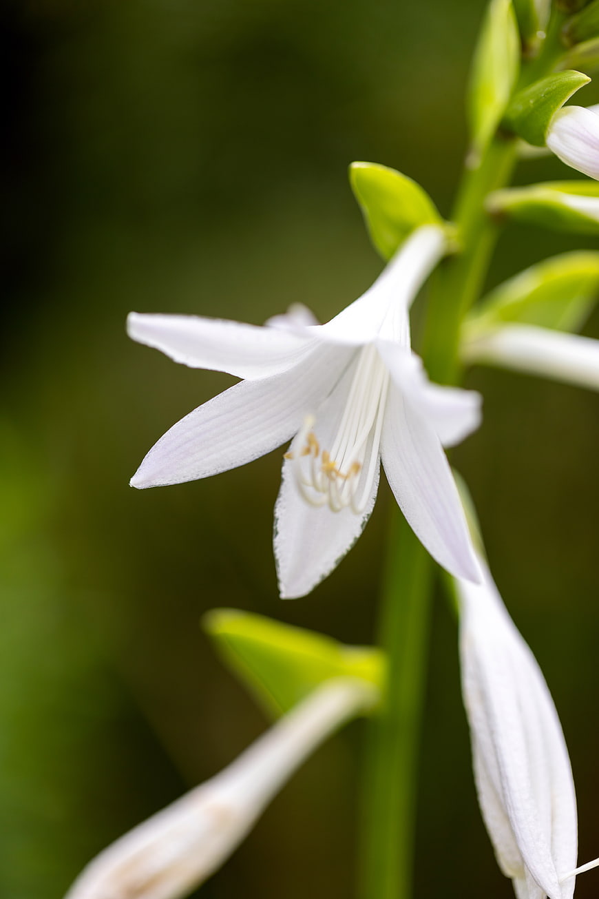 White Lily of the Valley Macro Close Up