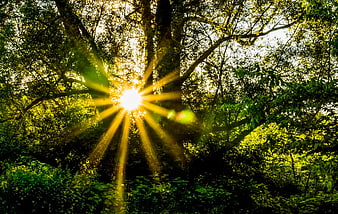 Sunburst rays shining through dense green forest canopy