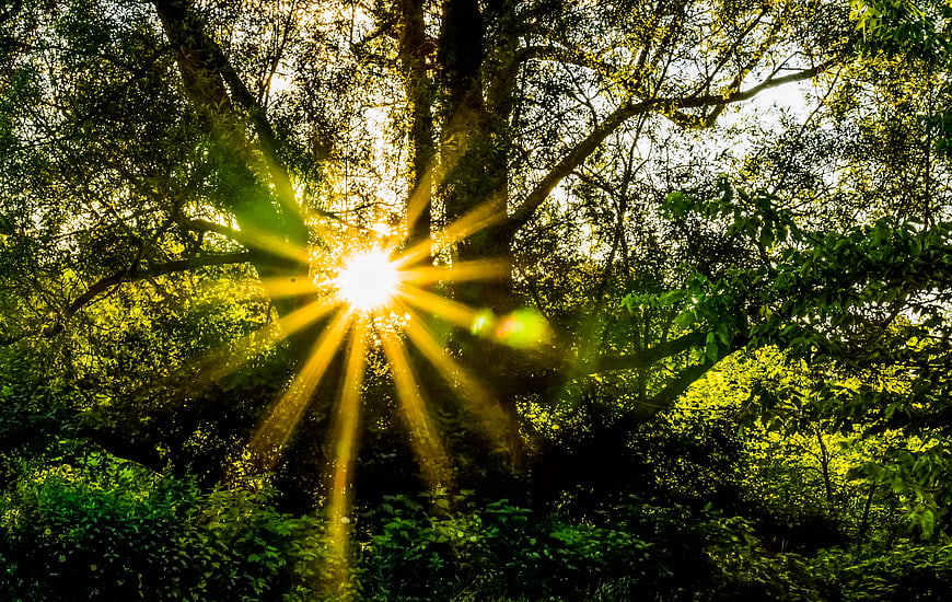 Sunburst rays shining through dense green forest canopy
