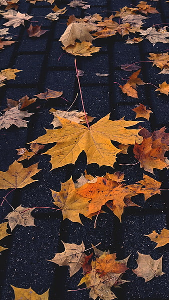 Yellow maple leaves on dark asphalt background