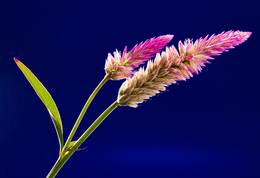 Pink Celosia Flower on Deep Blue Background