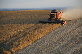 Red combine harvester harvesting soybeans in golden field