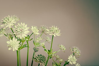 White Astrantia Flowers on Soft Beige Background