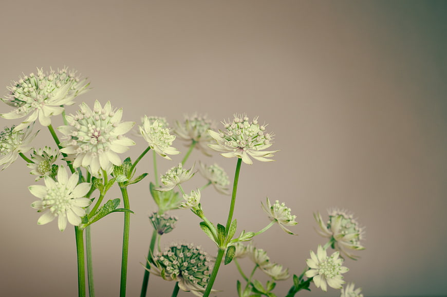 White Astrantia Flowers on Soft Beige Background