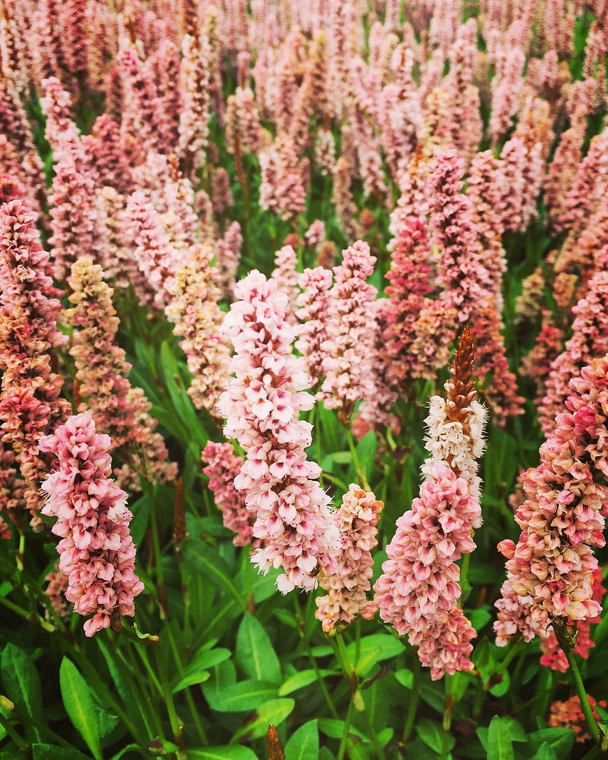 Field of Pink Buckwheat Flowers in Bloom