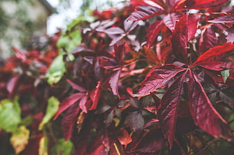 Close-up of vibrant red autumn leaves with green foliage