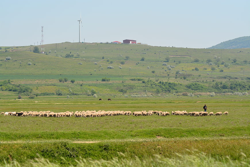Shepherd guiding flock of sheep across green meadow with wind turbine
