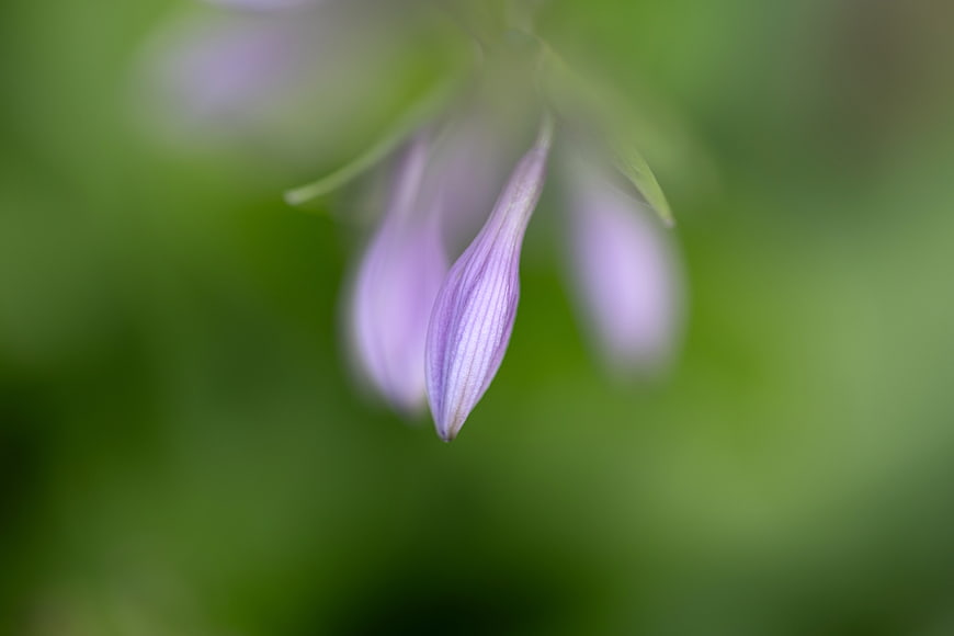 Close-up of purple flower bud with green bokeh background