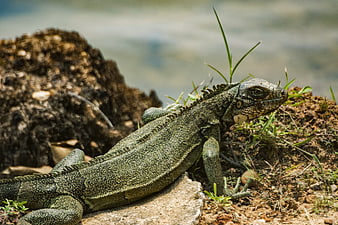 Green Iguana Resting on Rock Near Water