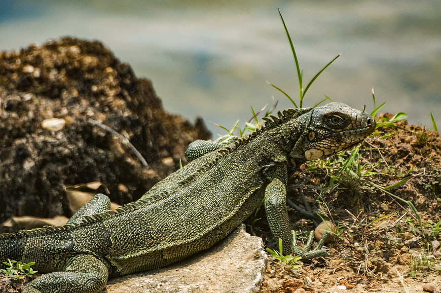 Green Iguana Resting on Rock Near Water