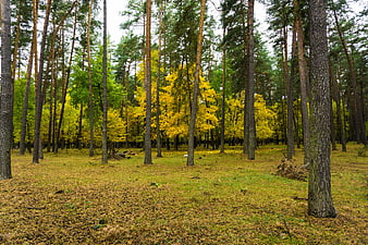 Autumn forest landscape with yellow birch and pine trees