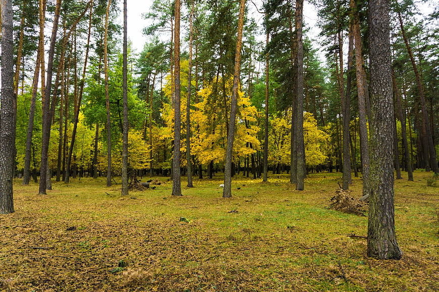 Autumn forest landscape with yellow birch and pine trees