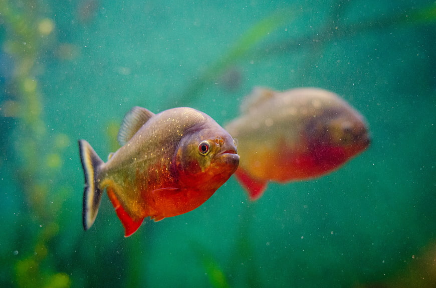 Red-Bellied Piranha Fish Swimming Underwater