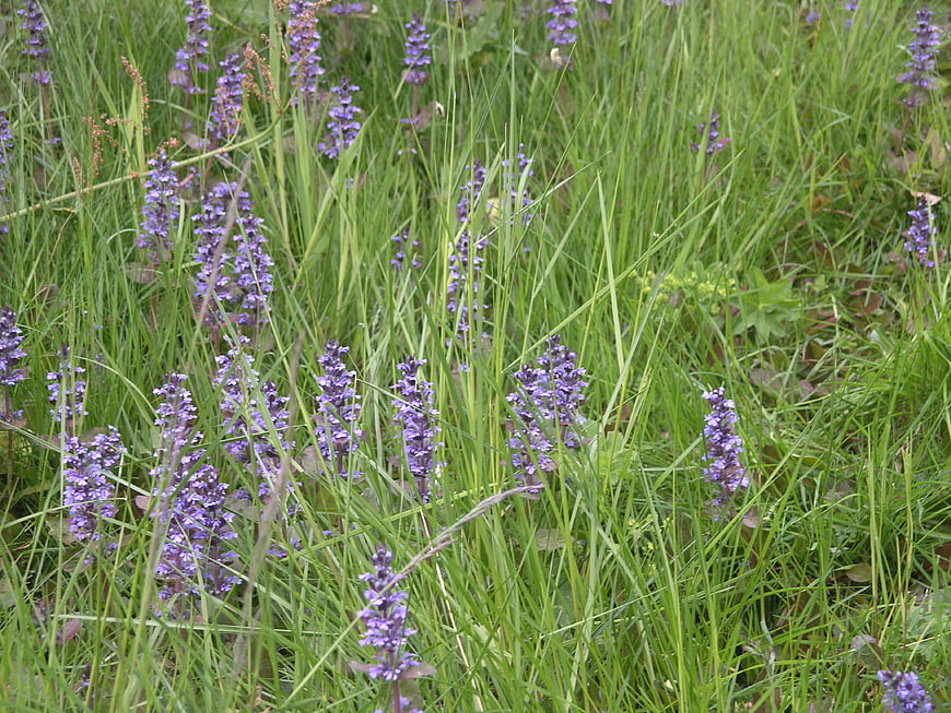 Purple wildflowers blooming in green grass field