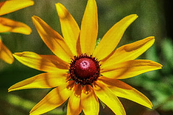 Close-up of a vibrant yellow Black-eyed Susan flower